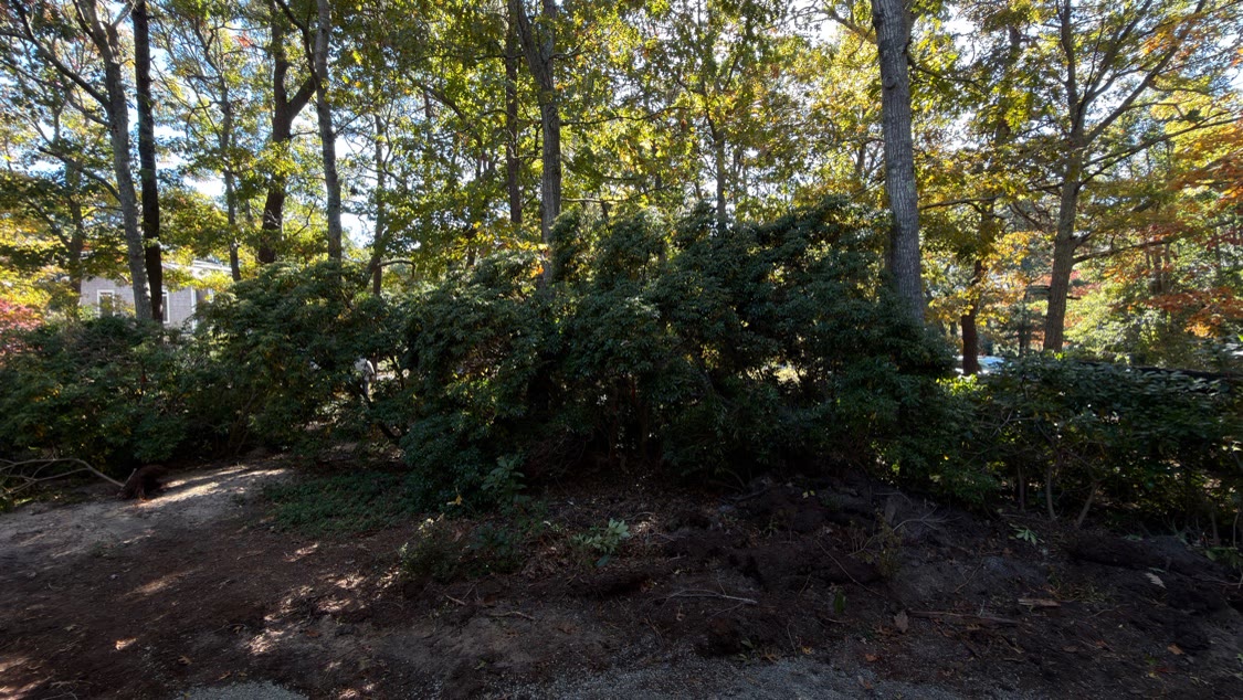 Fileira longa de rhododendrons ao longo do driveway